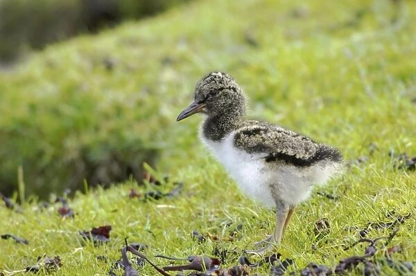 Oystercatcher - Chick Shetland Mainland, UK BI010989