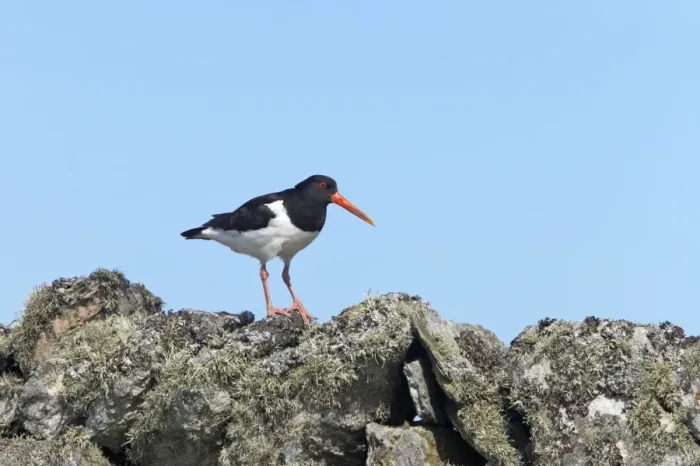 Framed Print : Oystercatcher - On drystone wall Fetlar, Shetland, UK BI010982 Framed Print : Oystercatcher - On drystone wall Fetlar, Shetland, UK BI010982