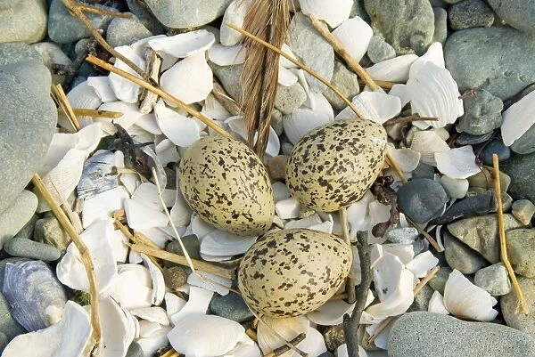 Oystercatcher - Eggs - Nest on shingle - Mull - Scotland