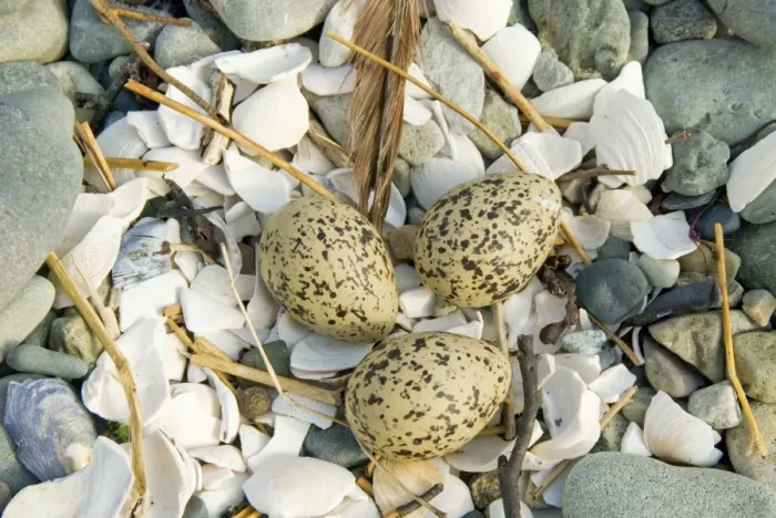 Framed Print : Oystercatcher - Eggs - Nest on shingle - Mull - Scotland Framed Print : Oystercatcher - Eggs - Nest on shingle - Mull - Scotland