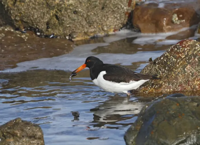 Framed Print : Oystercatcher - feeding on mussel 8550 Framed Print : Oystercatcher - feeding on mussel 8550