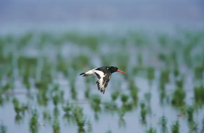 Framed Print : Oystercatcher - in flight