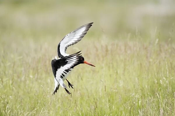 Oystercatcher - in flight, about to land amongst high grass, Island of Texel, Holland