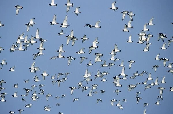 Oystercatcher - flock flying