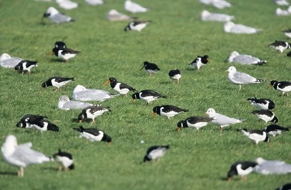 Oystercatcher - flock with Gulls feeding in winter on coastal meadows
