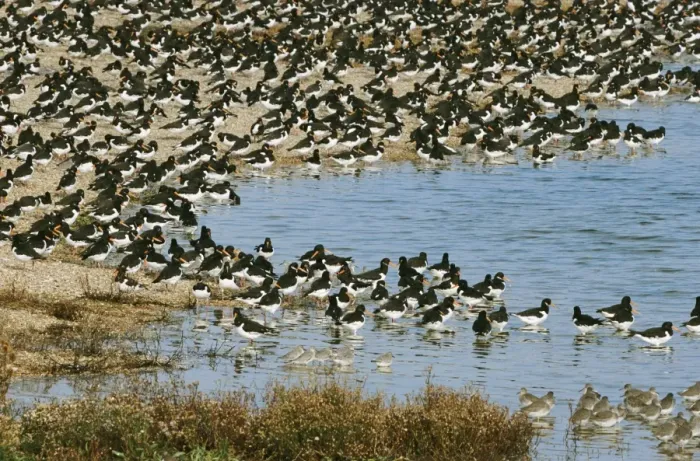 Framed Print : Oystercatcher - flock on shingle shore Framed Print : Oystercatcher - flock on shingle shore