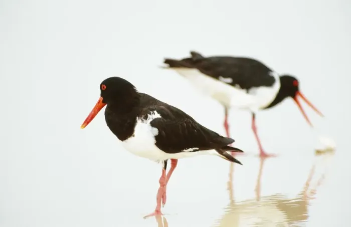 Framed Print : Oystercatcher - foraging at water's edge on surf beach for Eugarie shell (Donax deltoides) Framed Print : Oystercatcher - foraging at water's edge on surf beach for Eugarie shell (Donax deltoides)