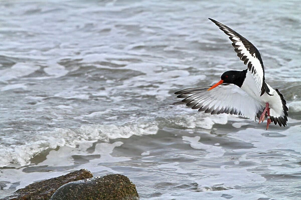 Oystercatcher - landing on rock - North Wales 8536