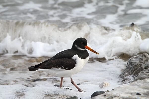 Oystercatcher - looking for food - North Wales 8518