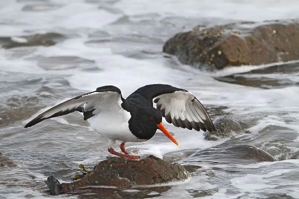 Oystercatcher - looking for food - North Wales 8522