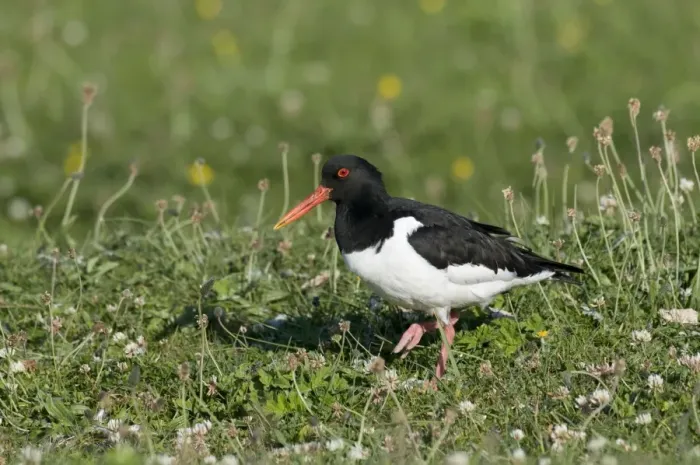 Framed Print : Oystercatcher - Machair - North Uist - Outer Hebrides