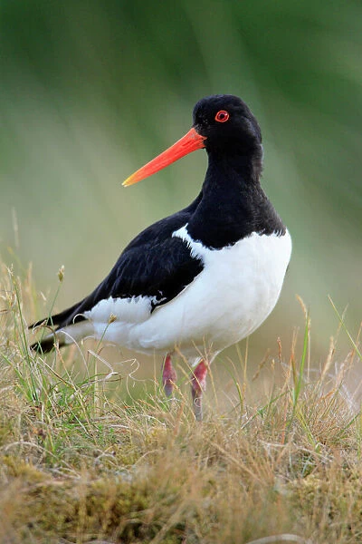 Oystercatcher - male on alert in nesting territory, Texel, Holland