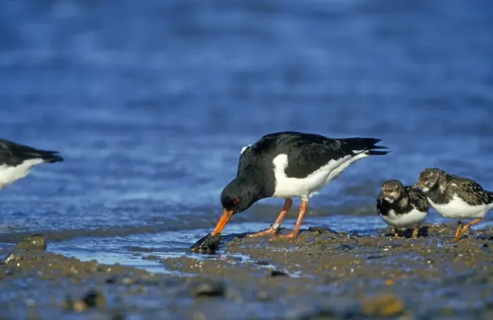 Framed Print : Oystercatcher With mussel Framed Print : Oystercatcher With mussel