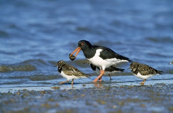 Oystercatcher - with mussel