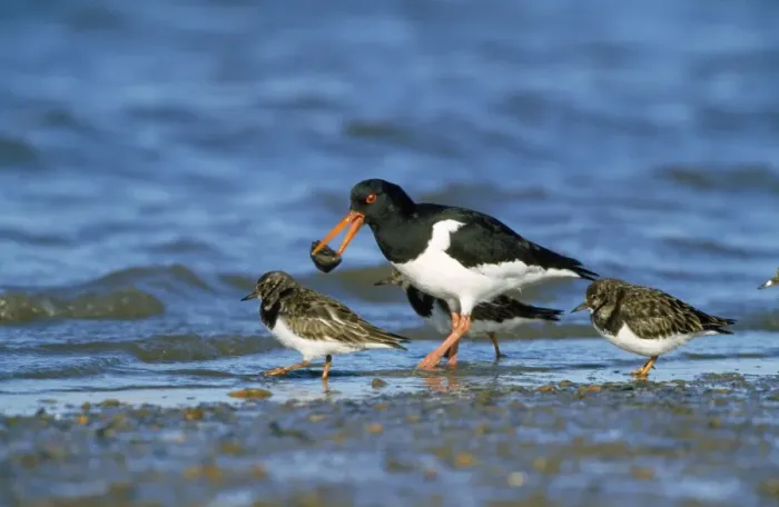 Framed Print : Oystercatcher - with mussel Framed Print : Oystercatcher - with mussel