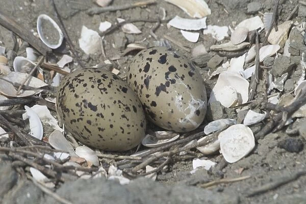 Oystercatcher nest and eggs - At Het Zwin Nature Reserve, near Knokke, Belgium