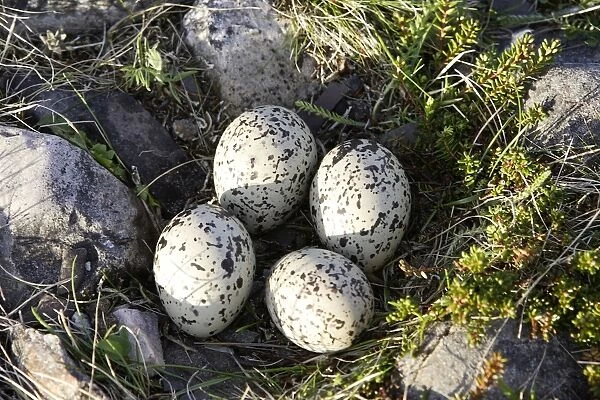 Oystercatcher - nest with four eggs. Varanger - Norway