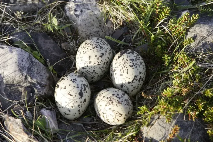 Framed Print : Oystercatcher - nest with four eggs. Varanger - Norway Framed Print : Oystercatcher - nest with four eggs. Varanger - Norway