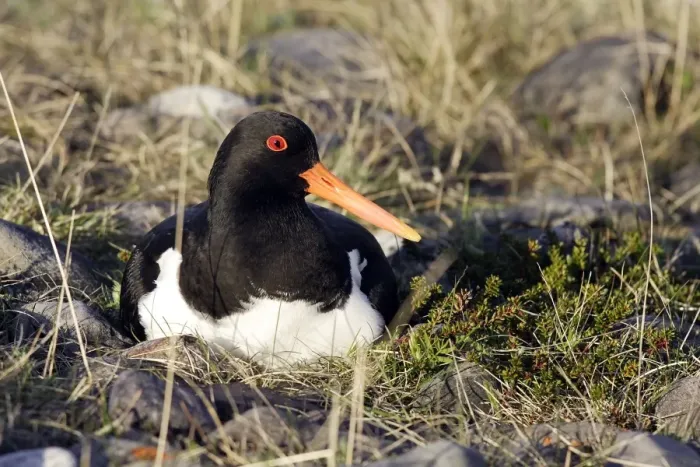 Framed Print : Oystercatcher - at nest. Varanger - Norway Framed Print : Oystercatcher - at nest. Varanger - Norway