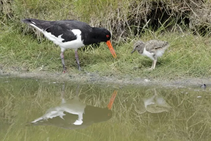 Framed Print : Oystercatcher - parent bird feeding chick, Island of Texel, Holland Framed Print : Oystercatcher - parent bird feeding chick, Island of Texel, Holland