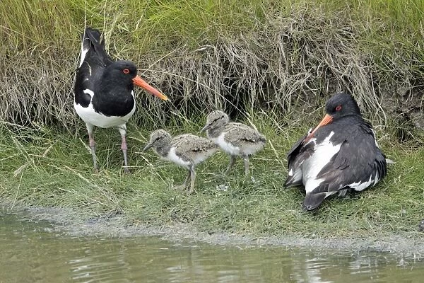 Oystercatcher - parent birds with 2 chicks, Island of Texel, Holland