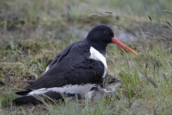 Oystercatcher - Parent protecting chicks from rain on moorland Northumberland, England