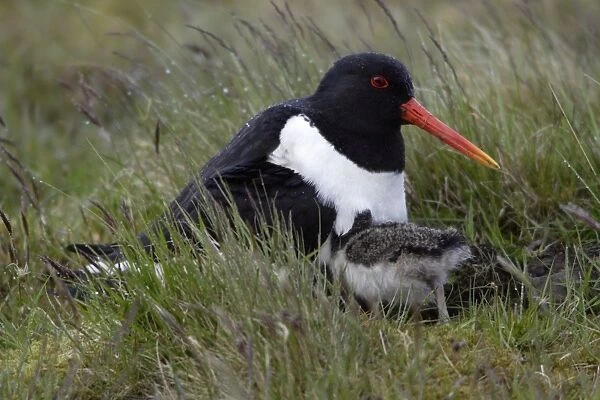 Oystercatcher - Parent protecting chicks from rain on moorland Northumberland, England