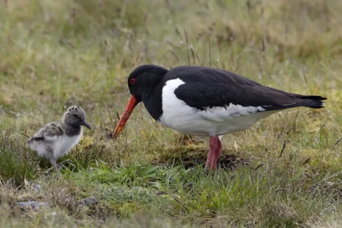 Framed Print : Oystercatcher - Parent tending chick on moorland Northumberland, England