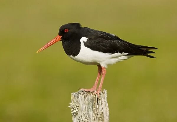 Oystercatcher - on post - in breeding season, South Uist, Outer Hebrides, Scotland