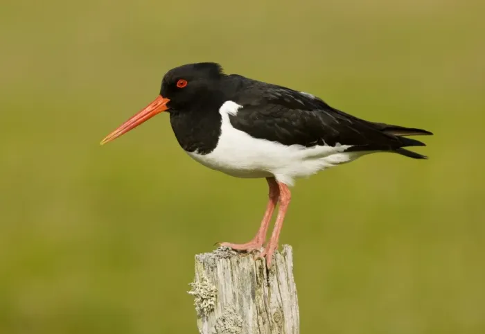 Framed Print : Oystercatcher - on post - in breeding season, South Uist, Outer Hebrides, Scotland Framed Print : Oystercatcher - on post - in breeding season, South Uist, Outer Hebrides, Scotland