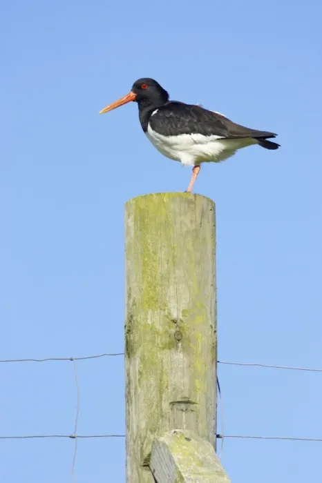 Framed Print : Oystercatcher - On Post Yell, Shetland, UK BI010964 Framed Print : Oystercatcher - On Post Yell, Shetland, UK BI010964