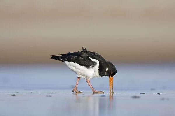Oystercatcher Probing into the sand for a worm. South Gare. Cleveland, UK