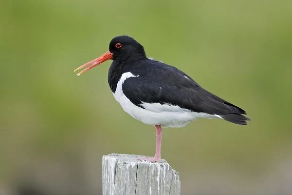 Oystercatcher - resting on fence post, Texel, Holland