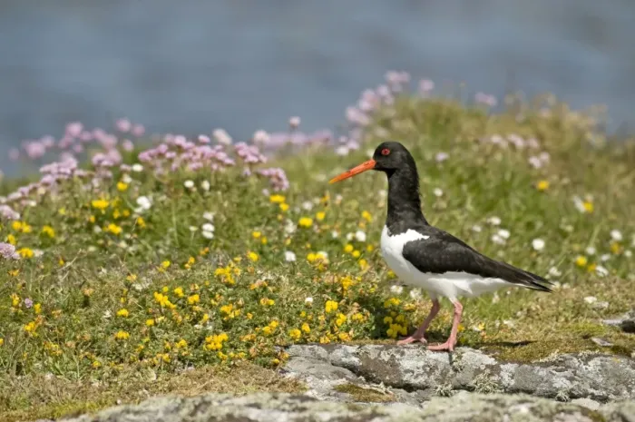 Framed Print : Oystercatcher - on rock - South Uist - Outer Hebrides Framed Print : Oystercatcher - on rock - South Uist - Outer Hebrides