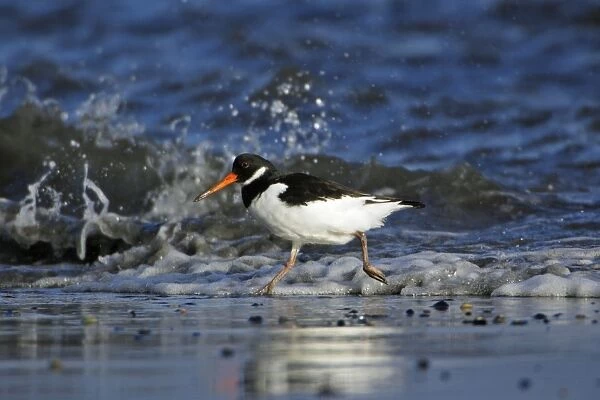 Oystercatcher - running along beach, in front of breaking waves. Northumberland, UK