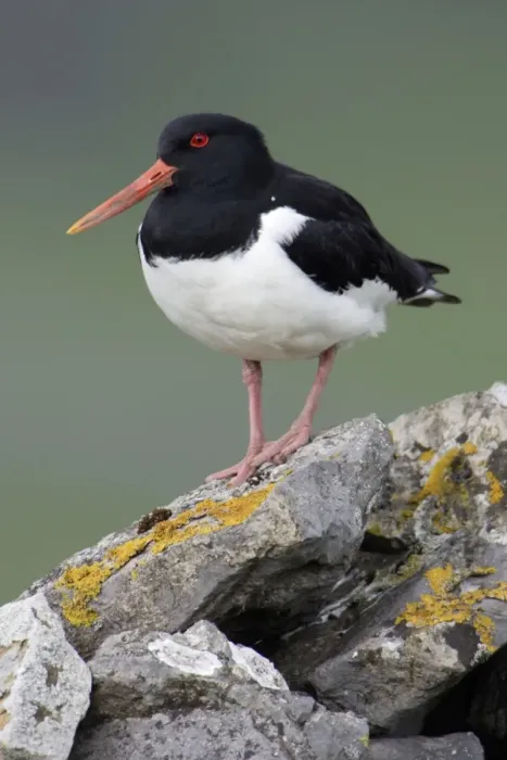 Framed Print : Oystercatcher - Sitting on moorland wall Durham, England Framed Print : Oystercatcher - Sitting on moorland wall Durham, England