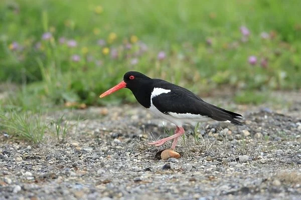 Oystercatcher - sneaking away from nest, Texel, Holland