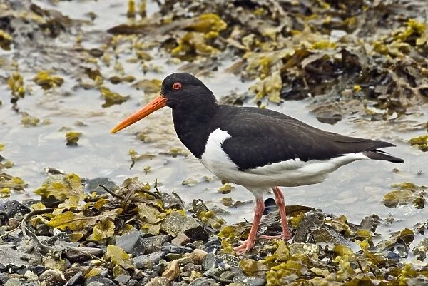 Oystercatcher - Standing on pebbles and sea weed - Sea loch - Mull - Scotland