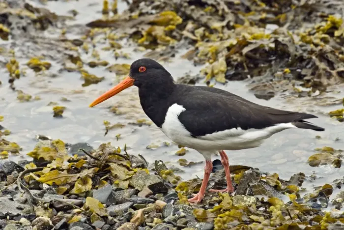 Framed Print : Oystercatcher - Standing on pebbles and sea weed - Sea loch - Mull - Scotland Framed Print : Oystercatcher - Standing on pebbles and sea weed - Sea loch - Mull - Scotland