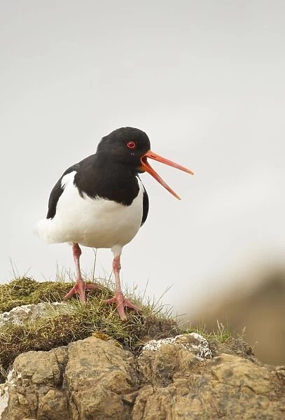 Oystercatcher - standing on top of rocks and calling out to mark territory - Shetland Islands - Scotland