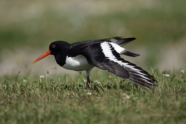 Oystercatcher-stretching its wing on salt meadow, Northumberland UK