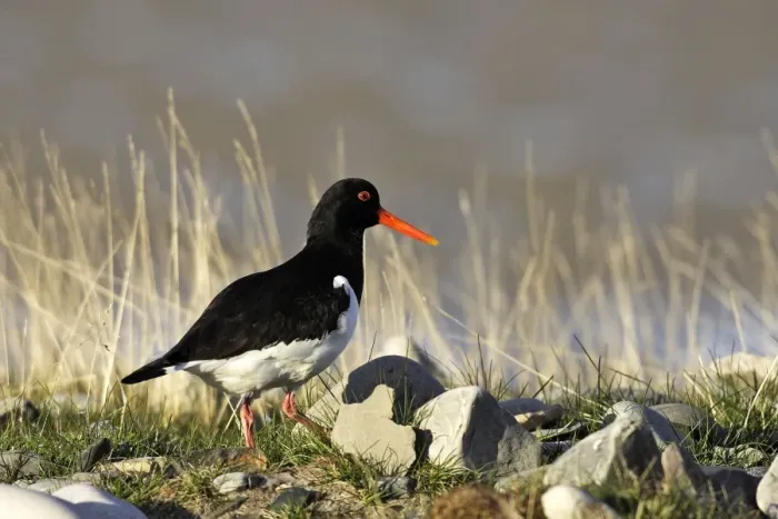 Framed Print : Oystercatcher. Varanger - Norway Framed Print : Oystercatcher. Varanger - Norway
