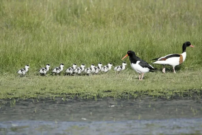 Framed Print : Oystercatcher - watching Shelduck (Tadorna tadorna) family passing through its breeding territory, Island of Texel, Holland Framed Print : Oystercatcher - watching Shelduck (Tadorna tadorna) family passing through its breeding territory, Island of Texel, Holland