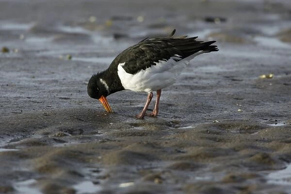 Oystercatcher - in winter plumage, searching for food on mudflats, Lindisfarne National Nature Reserve, England