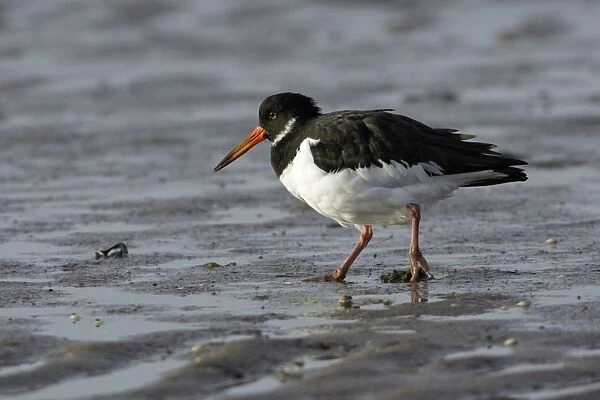 Oystercatcher - in winter plumage, searching for food on mudflats, Lindisfarne National Nature Reserve, England