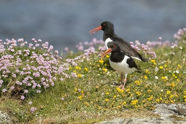 Oystercatchers - pair calling from amongst flowers - South Uist - Outer Hebrides