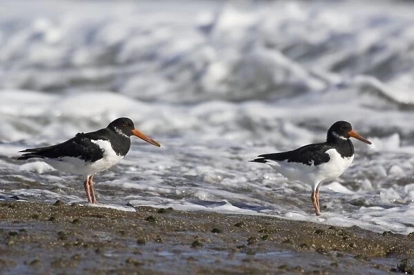 Oystercatchers - on rocks with incoming tide behind - Filey Brig- Yorkshire - UK