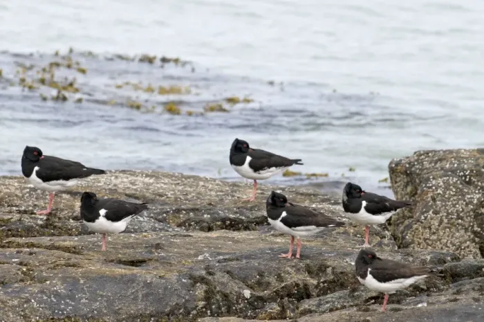 Framed Print : Oystercatchers - roosting on rocks with sea behind - North Uist - Outer Hebrides Framed Print : Oystercatchers - roosting on rocks with sea behind - North Uist - Outer Hebrides