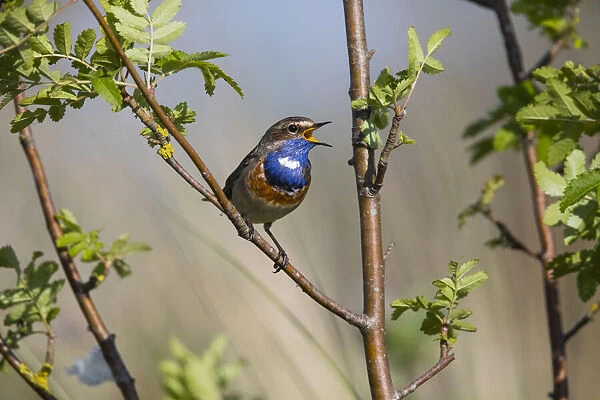 P2A0011. White-spotted Bluethroat - male, singing