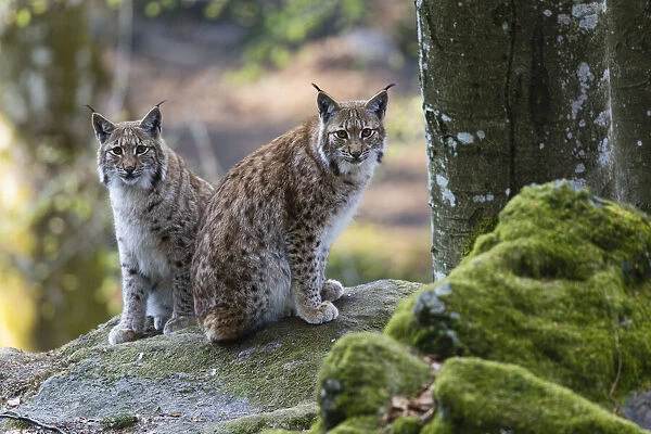 P2A0044. Eurasian Lynx - female with cub sitting on rock